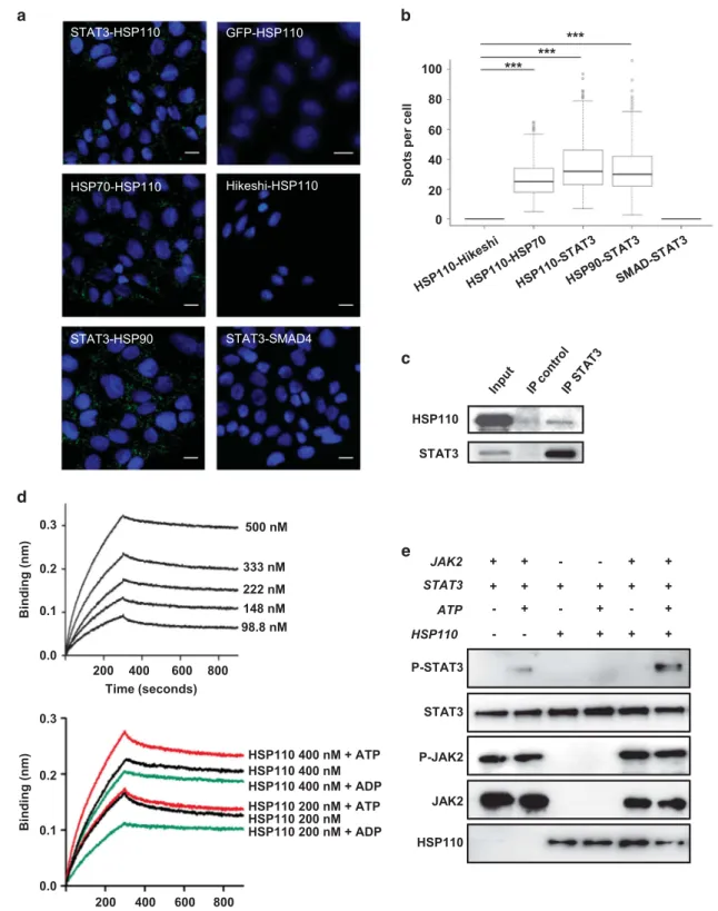 Figure 5. HSP110 interacts with STAT3 and favors its phosphorylation. (a) In vivo interaction of HSP110 with STAT3 was determined in SW480 by Duolink technology