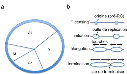 Figure 1 : Le cycle cellulaire du point de vue de la réplication. (a) Le cycle cellulaire est  divisé en quatre phases : G1, S, G2 et M