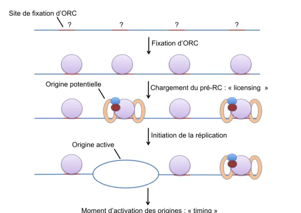 Figure 6 : Les quatre niveaux de contrôle du choix des origines. (i) Le complexe ORC  se  fixe  à  l’ADN