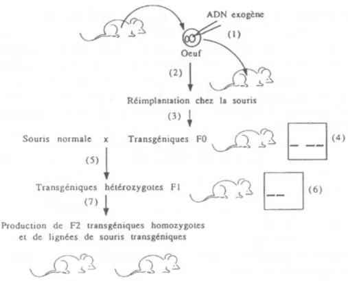 Figure 2 : Micro-injection d’une solution d’ADN dans le pronoyau mâle d’un œuf fécondé de  souris