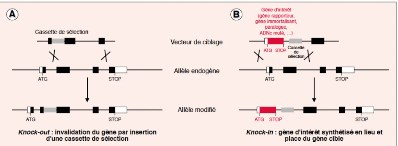 Figure 5 : Principe général de la recombinaison homologue  (Babinet and Cohen-Tannoudji, 2000) 
