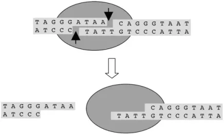 Figure 9 : Mécanisme de clivage par I-SceI  (Grabher, et al., 2004) 