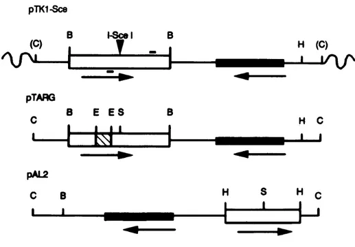 Figure 10 : Structure du transgène tk non fonctionnel et des vecteurs de réparation  (Lukacsovich, et al., 1994) 