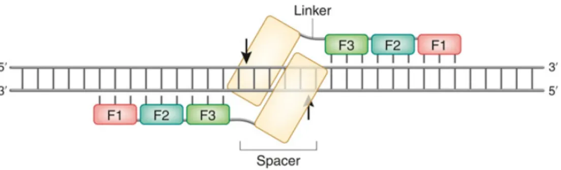 Figure 14 : Schéma d'une paire de ZFN constituée de domaines de clivage FokI modifiés  (Geurts and Moreno, 2010) 