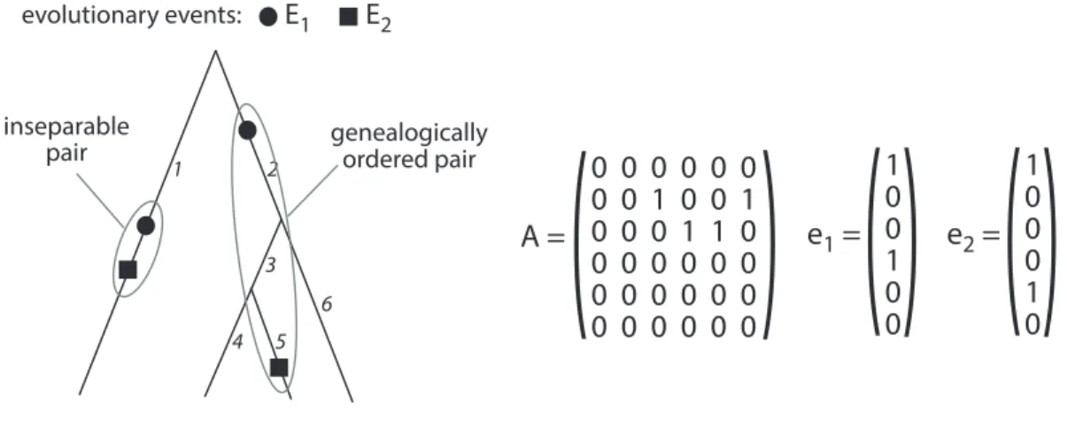Figure 1: Tree numbering of its branches, genealogically ordered and inseparable pairs, the adjacency matrix A and the two vectors of events