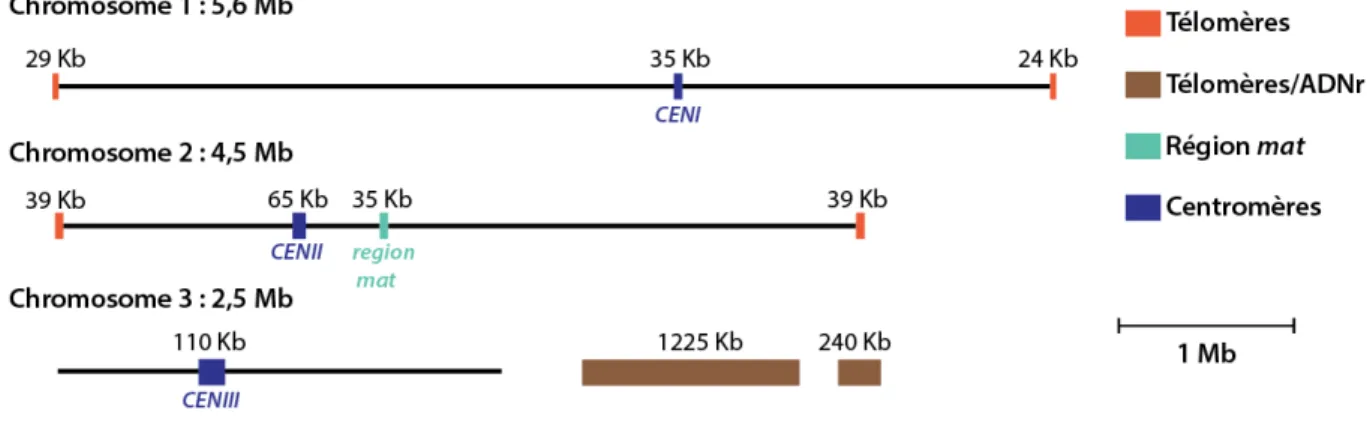 Figure 2 : Représentation schématique des chromosomes de S. pombe. 