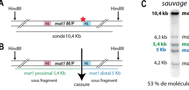 Figure 7 : Le fragment de digestion contenant mat1 est cassé dans 50% des cas. 