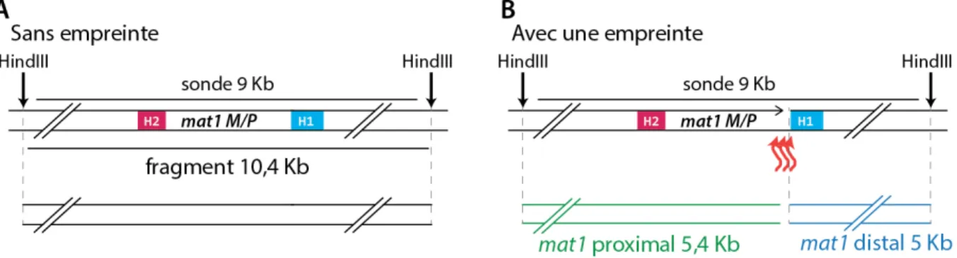 Figure 3 : L'empreinte crée deux sous fragments. 