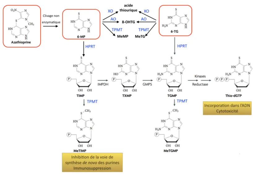 Figure 2. Métabolisme et structure chimique des thiopurines. AO, aldéhyde oxydase; XO, xanthine oxydase; TPMT, thiopurine méthyltransférase; 