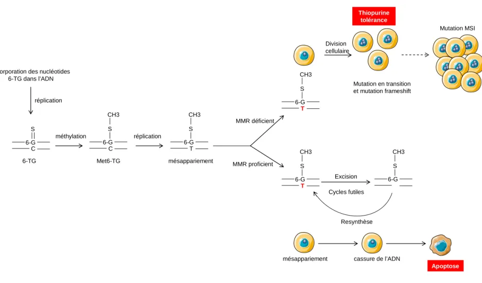 Figure  3.  Prise  en  charge  par  le  système  MMR  des  lésions  Me6-TG  induites  par  les  thiopurines