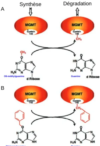 Figure  4.  Prise  en  charge  par  la  MGMT  des  bases  modifiées  O6-méthylguanine  et  du  pseudosubstrat  O6-benzylguanine
