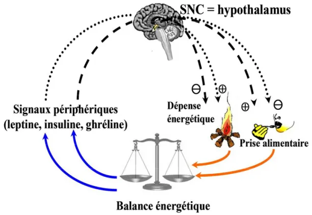 Figure 2: Contrôle de la balance énergétique (d’après [24]). 