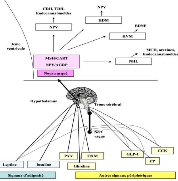 Figure 4: Intégration des signaux périphériques au niveau du système nerveux central. 
