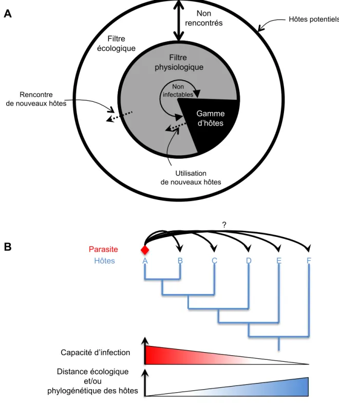 Figure  4.  Facteurs  affectant  la  gamme  d’hôte  d’un  parasite.  A:  Les  filtres  écologiques  et  physiologiques  déterminent  la  gamme  d’hôtes