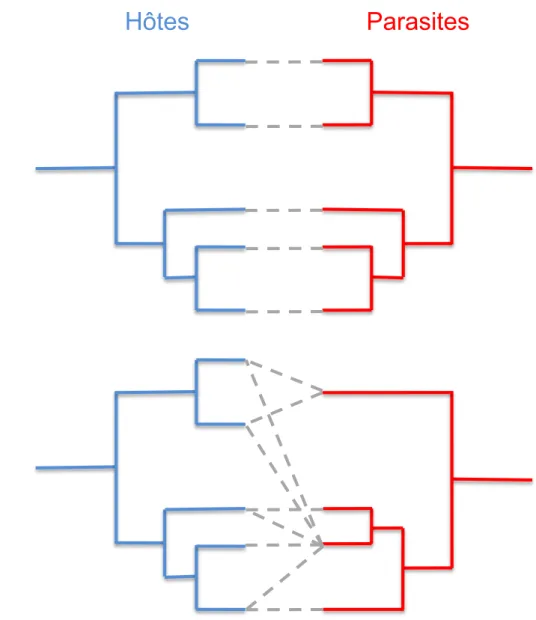 Figure 5. Patrons d’évolution des hôtes et des parasites associés à l’échelle macroévolutive