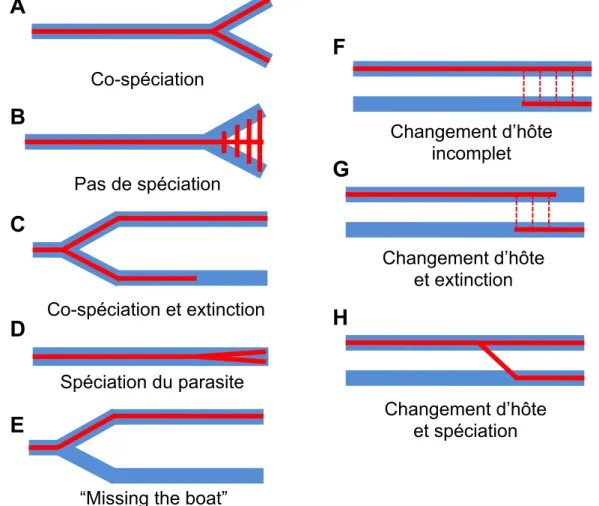 Figure 6. Différents scénarios permettent d’expliquer les écarts à la congruence des phylogénies