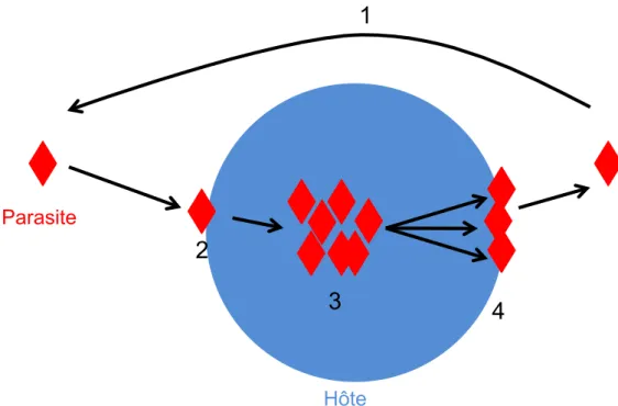 Figure 7. Cycle de vie typique d’un parasite. Dans ce schéma le parasite trouve un hôte (1) soit par  recherche active ou par rencontre fortuite