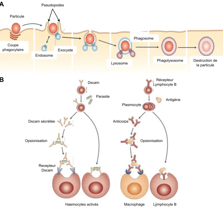 Figure 9. Processus de phagocytose dans l’immunité. A: La reconnaissance par un récepteur d’une  particule  d’origine  étrangère  induit  la  formation  de  pseudopodes  par  modification  de  la  structure  du  cytosquelette au niveau de la membrane plasm