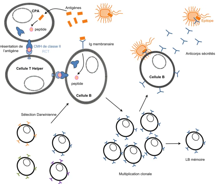 Figure  10.  Mécanisme  simplifié  du  système  immunitaire  acquis  contre  un  parasite  extra- extra-cellulaire chez les vertébrés