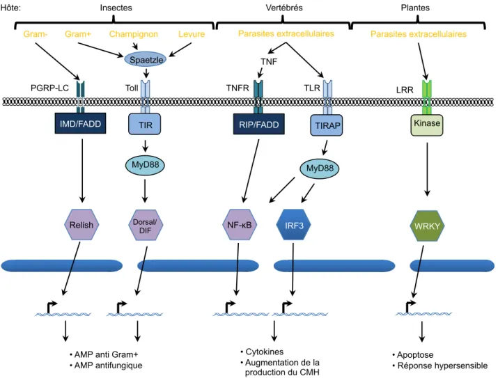 Figure  12.  Récepteurs  membranaires  et  voies  de  signalisations  impliquées  dans  les  défenses  antiparasitaires