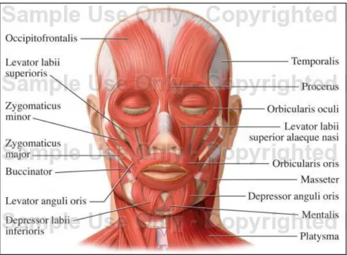 Figure 1-2: Facial muscles 2