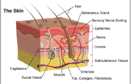 Figure 1-3: skin anatomy 