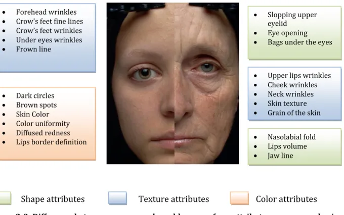 Figure 2-3: Difference between a young and an old woman face; attributes are assessed using  VAS 
