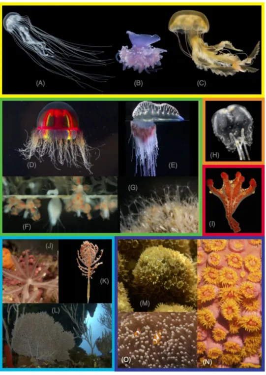 Figure  3|  Photographies  de  représentants  de  Cnidaires.  Jaune  (A,  B,  C) :  Scyphozoaires ;  (A)  Pelagiidae:  Chrysaora  quinquecirrha