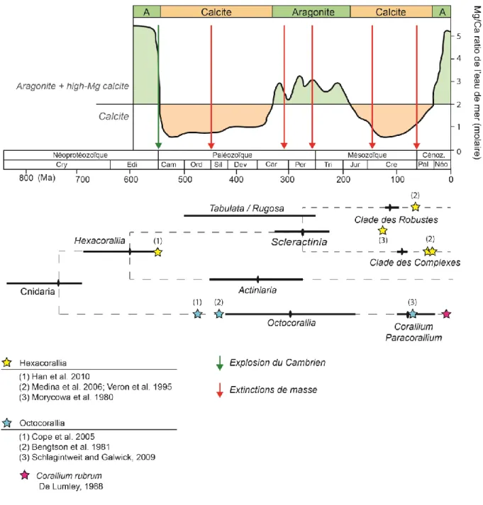 Figure  5| Schéma  représentant  les oscillations du ratio Mg/Ca  et  les évènements  majeurs  au  cours  des  temps  géologiques,  et les estimations  de  temps  de divergence des  Cnidaires