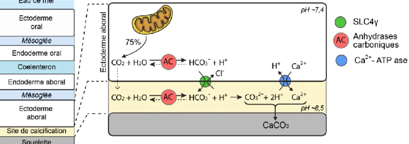 Figure  11| Schéma récapitulatif du transport  par la  voie transcellulaire  des  ions  nécessaires à la précipitation de CaCO 3  chez un corail scléractiniaire, entre l’ectoderme  aboral et le site de calcification