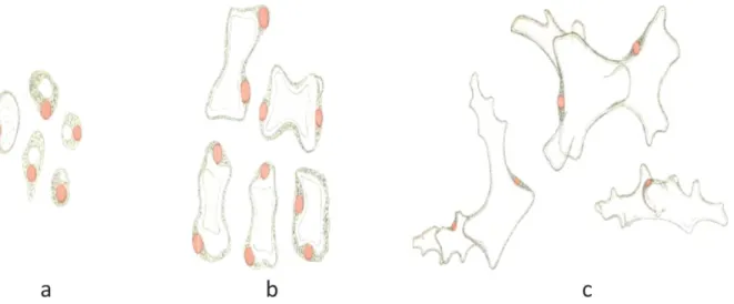 Figure  16|  Illustrations  des  différents  stades  de  développement  des  sclérites  chez  Alcyonium  digitatum