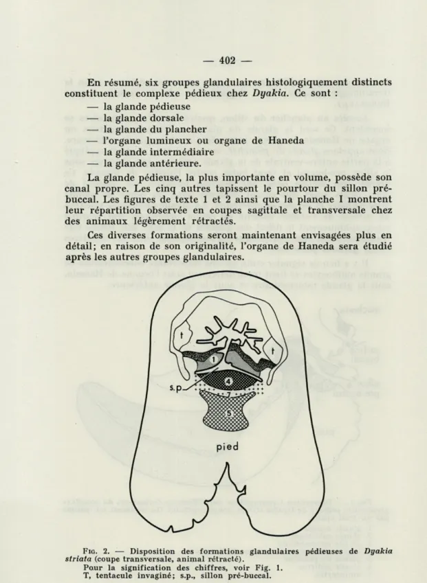 FIG.  2.   —  Disposition  des  formations  glandulaires  pédieuses  de  Dyakia  striata  (coupe  transversale,  animal  rétracté)