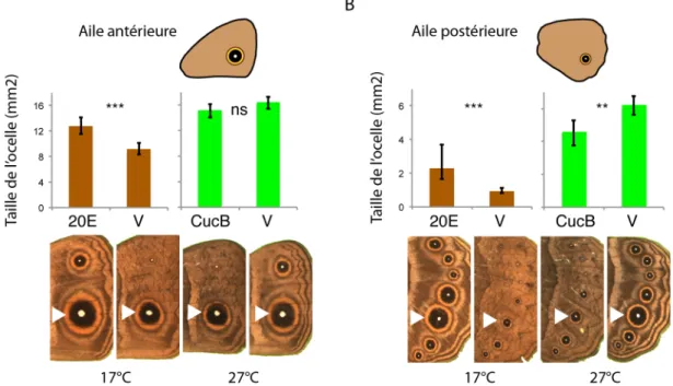Figure 6. Cuticules abdominales de femelles de Drosophila melanogaster génétiquement identiques (lignée isogénique w 1118 ) développées à 18 °C, 25 °C et 29 °C