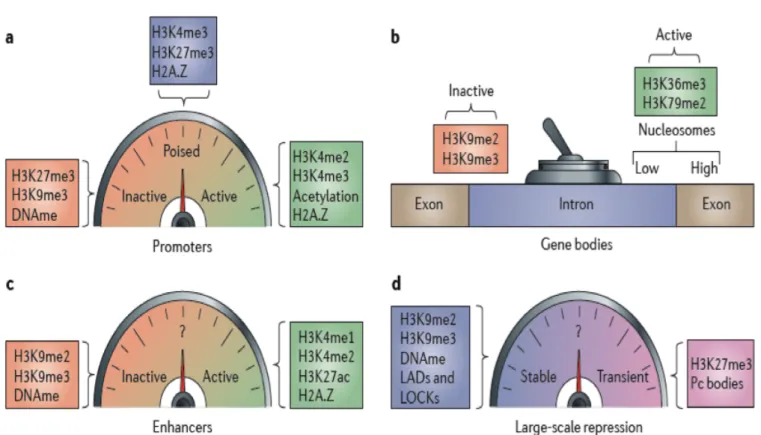 Figure 4. “Tableau de bord” des modifications d’histone selon la région modifiée