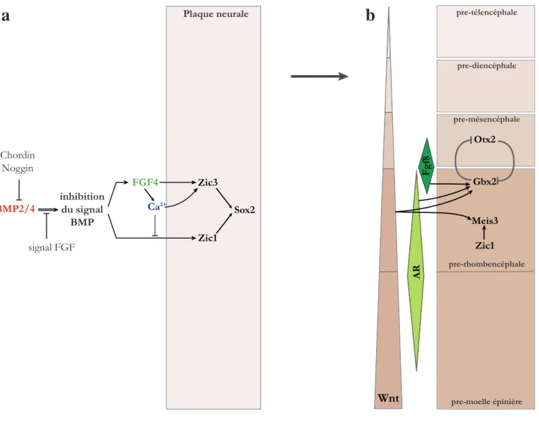 Figure  14.  Principaux  acteurs  de  l’induction  neurale  et  de  la  régionalisation  AP  précoce  du  système  nerveux