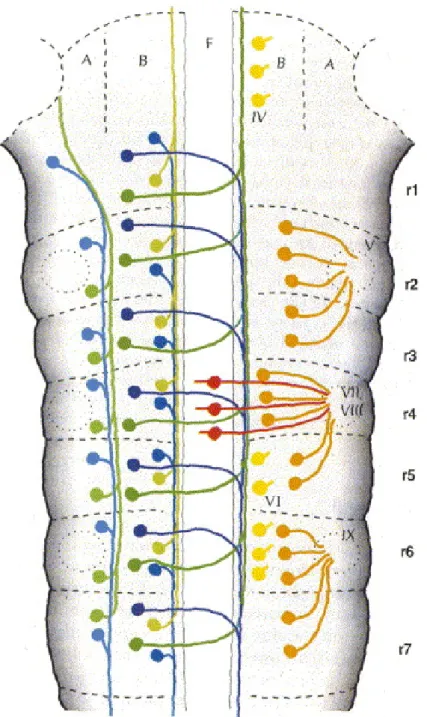 Figure 17. Organisation cellulaire segmentée du rhombencéphale