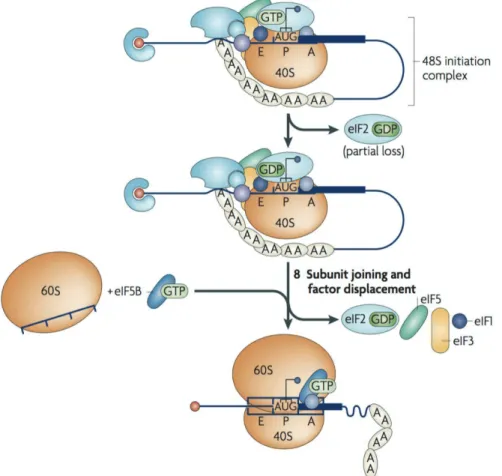 Figure I 3 : Identification du codon d'initiation et formation du ribosome 80S sur l'ARNm Le facteur d’initiation eIF1 permet la reconnaissance du codon d’initiation AUG