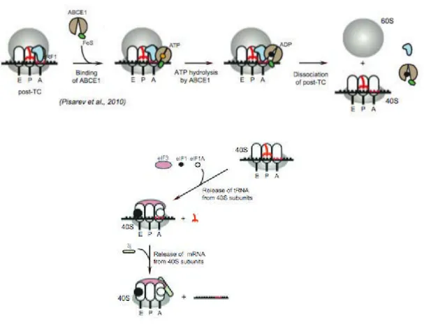 Figure I 4 : Recyclage des sous-unités du ribosome à l'issue de la terminaison de la traduction  En présence d’ATP, le facteur ABCE1 s’associe à eRF1 au sein du post-TC