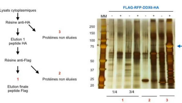 Figure R 3 : Double purification des complexes protéiques contenant la protéine FLAG-RFP- FLAG-RFP-DDX6-HA 