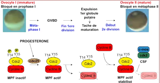 Figure 11 : La maturation de l’ovocyte de Xénope 