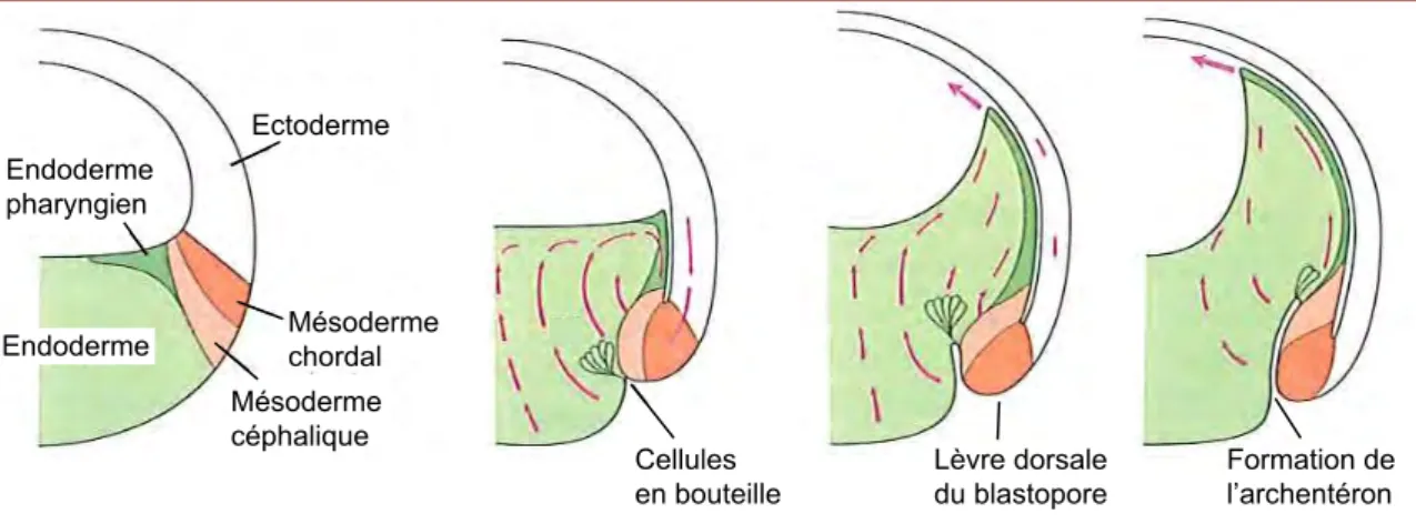 Figure 22 : Cellules en bouteilles et mouvement de rotation de l’endoderme 