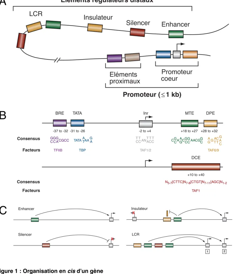 Figure 1 : Organisation en  cis  d’un gène