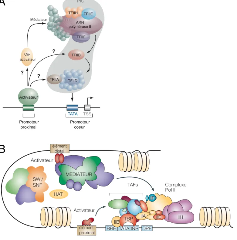 Figure 2 : L’assemblage de la machinerie de transcription