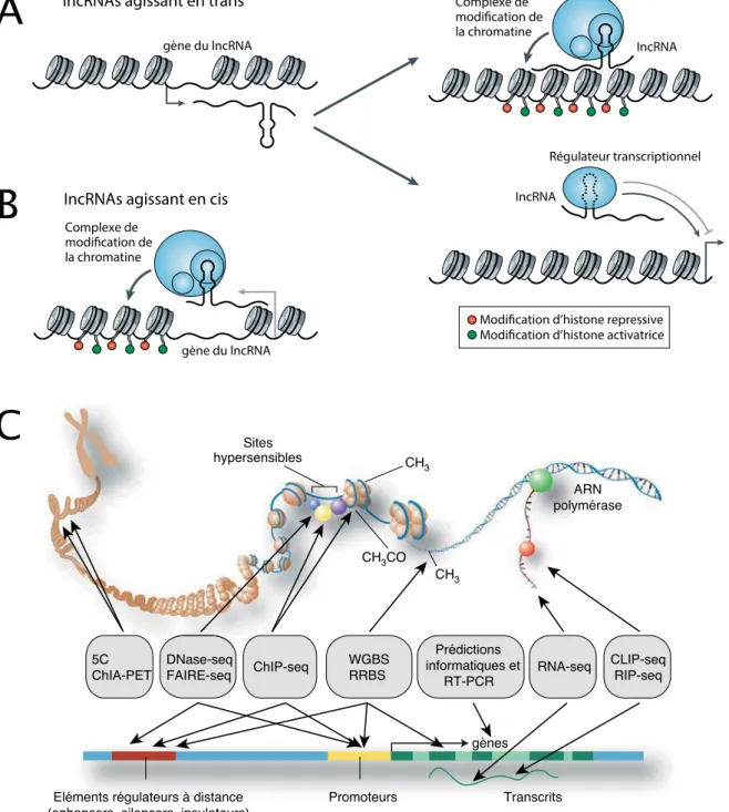 Figure 4 : Les modes d’action des ARNs longs non-codants et le projet ENCODE