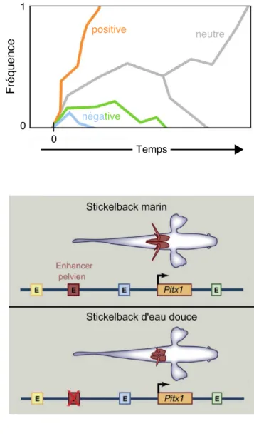 Figure 8 : Évolution des séquences régulatrices