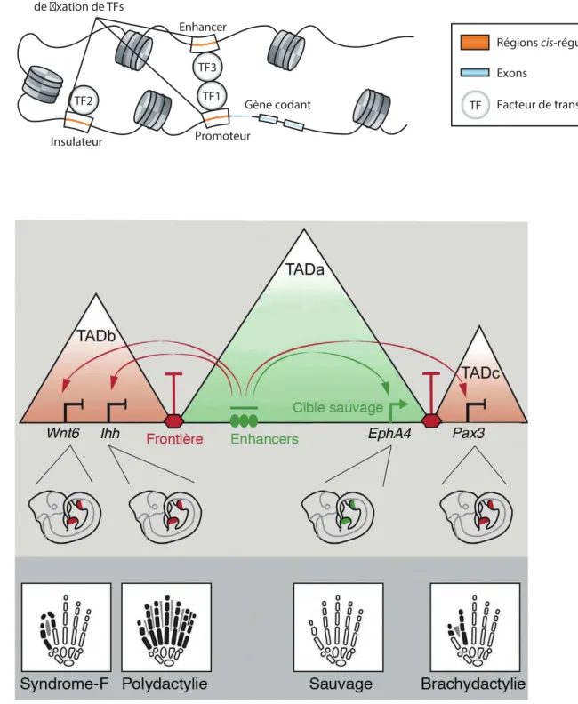 Figure 9 : L’altération des éléments  cis -régulateurs à l’origine de maladies