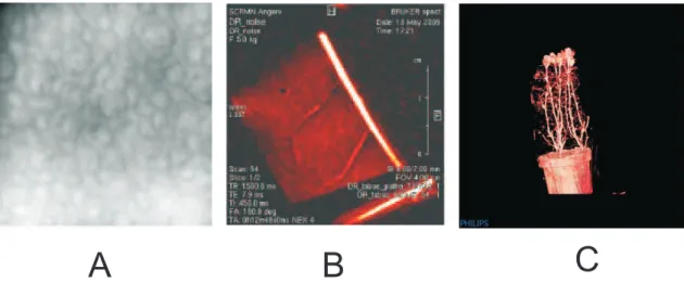 Figure 4.17 : Observations innovantes de v´eg´etaux `a diff´erentes ´echelles. (A) Image de phase en microscopie holographique de chloroplastes `a la surface d’une feuille de choux