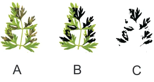 Figure 4.19 : Images de feuilles n´ecros´ees de carottes. (A) Image scann´ee avec un scanner `a plat