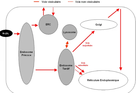 Figure 6 : Le transport du cholestérol dérivé des LDL 