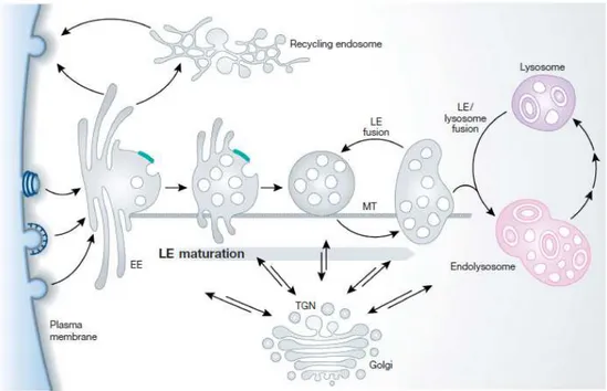 Figure 10 : Le système endosomal 